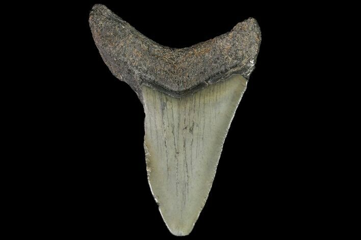 Juvenile Megalodon Tooth - Georgia #115667